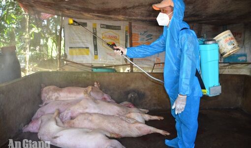 An Giang: Dịch tả heo châu Phi lan rộng 10 xã, tiêu hủy 319 con