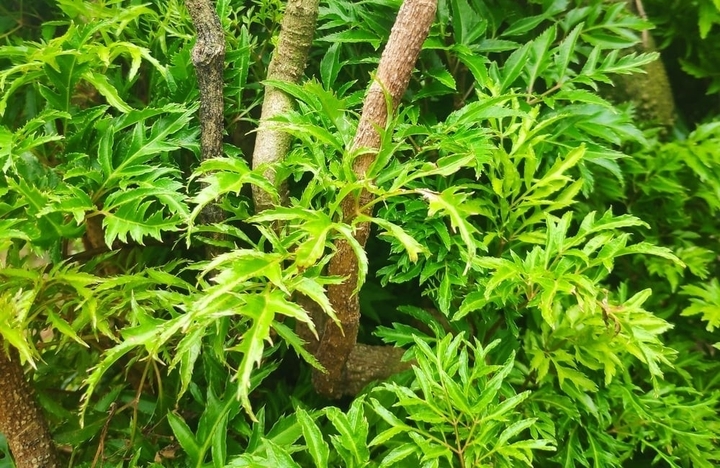 Đinh lăng - "nhân sâm của người nghèo": Dùng sai cách coi chừng rước họa