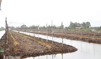 Nông dân Vĩnh Hòa Hưng tạo nguồn thu mới từ đất vườn