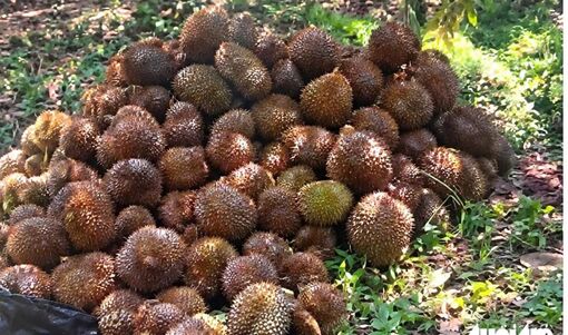 Công an điều tra vụ vườn sầu riêng bị xịt thuốc diệt cỏ, 8 tấn trái bị rụng