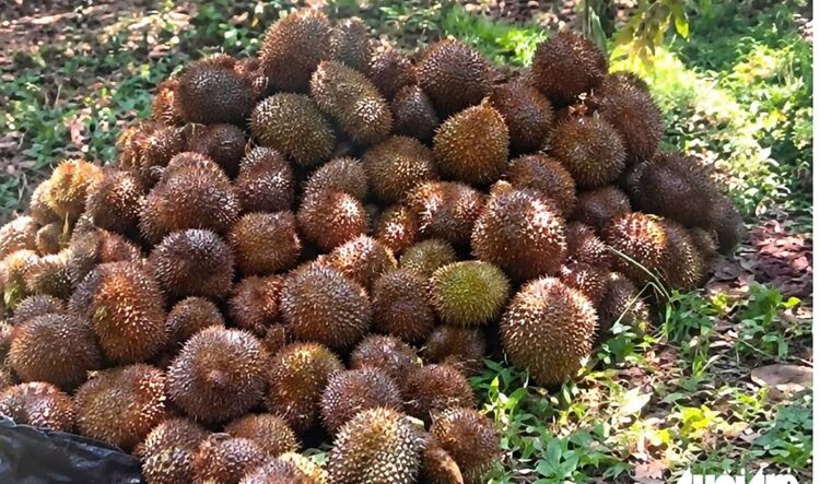 Công an điều tra vụ vườn sầu riêng bị xịt thuốc diệt cỏ, 8 tấn trái bị rụng