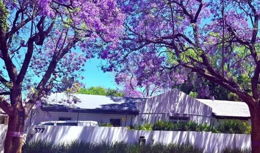 Lạc bước giữa những vòm hoa phượng tím lộng lẫy ở Nam Phi