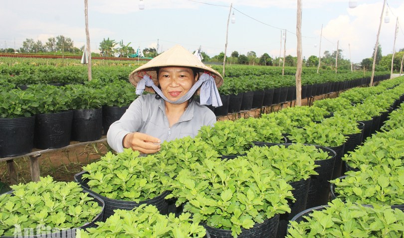 Làng hoa An Thạnh vào vụ Tết