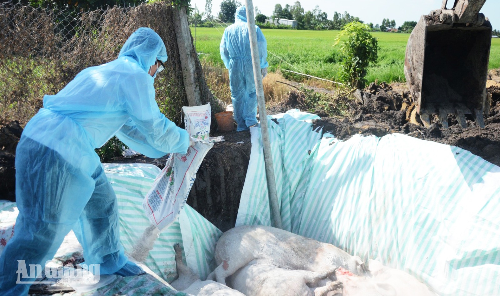 An Giang tăng cường kiểm soát dịch tả heo châu Phi