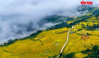 Ruộng bậc thang rực rỡ giữa biển mây