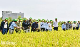 Vĩnh Điều hướng đến sản xuất nông nghiệp xanh
