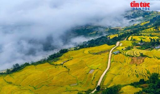 Ruộng bậc thang rực rỡ giữa biển mây