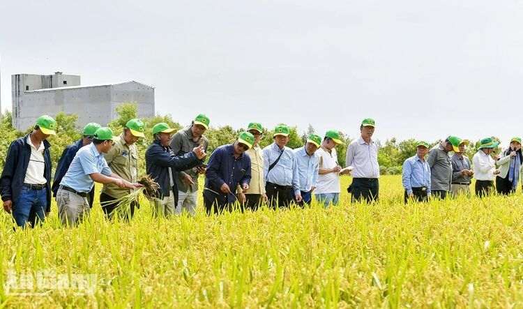 Vĩnh Điều hướng đến sản xuất nông nghiệp xanh