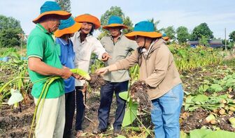 Mô hình trồng khoai môn ở An Giang dự kiến đạt 25 tấn/ha