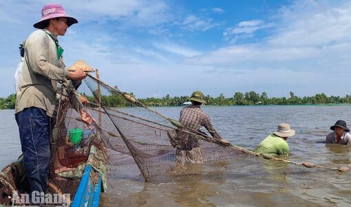 Nuôi cá đăng quầng mùa lũ, nông dân Hòa Thuận tăng thu nhập