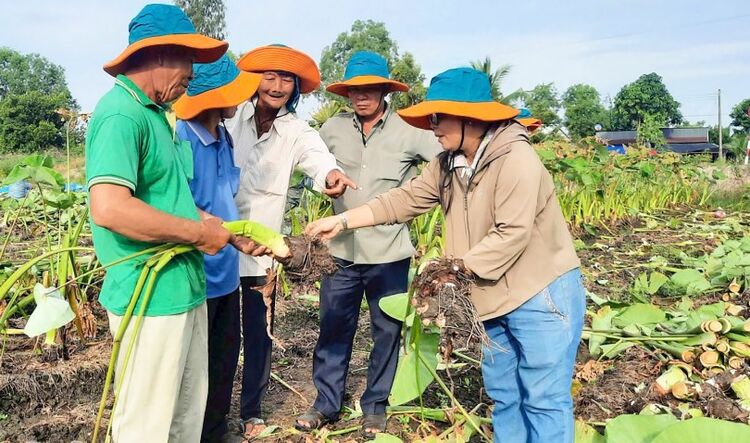 Mô hình trồng khoai môn ở An Giang dự kiến đạt 25 tấn/ha