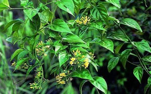 Đà Nẵng: Năm học sinh nghi ăn lá ngón, một em tử vong
