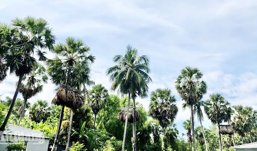 Nông dân Thới Sơn nuôi dơi trên cây thốt nốt