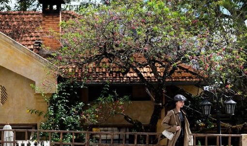 Du khách thích thú ngắm hoa đào đón "Tết sớm" ở Đà Lạt