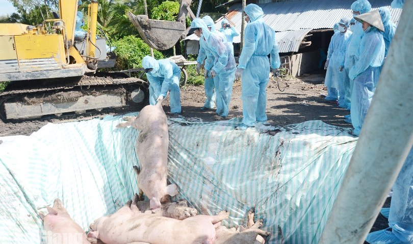 An Giang tăng cường phòng, chống dịch tả heo châu Phi
