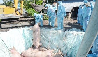 An Giang tăng cường phòng, chống dịch tả heo châu Phi